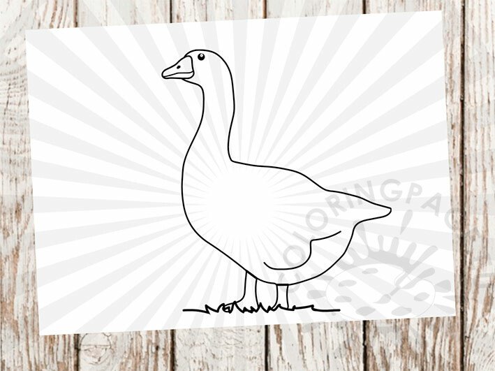 white goose