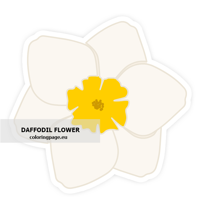 daffodil flower2