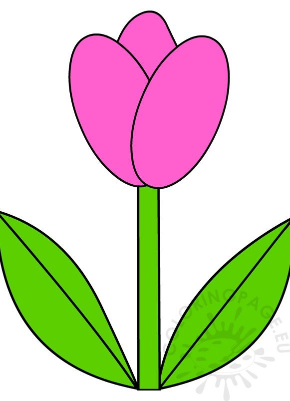 pink tulip stem