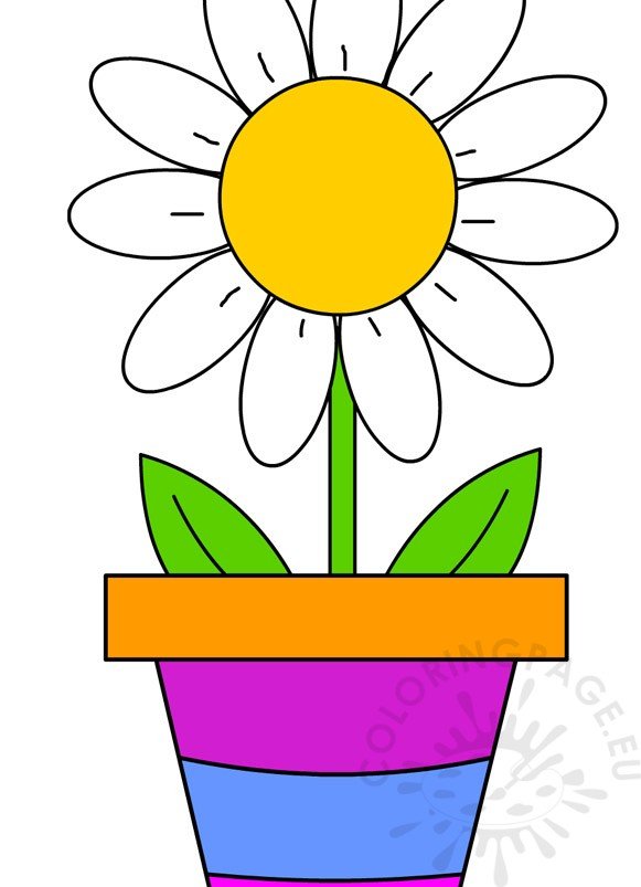 vase white daisy