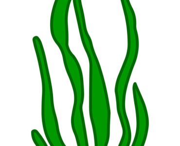 aquatic plant