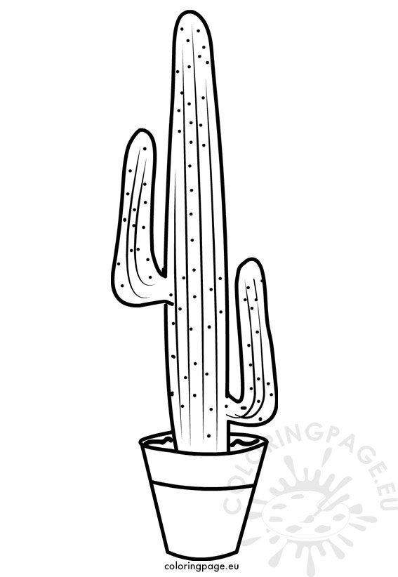 mexican cactus pot
