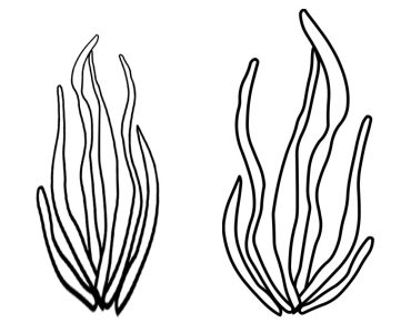 sea algae2