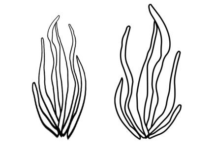 Sea algae shape | Coloring Page