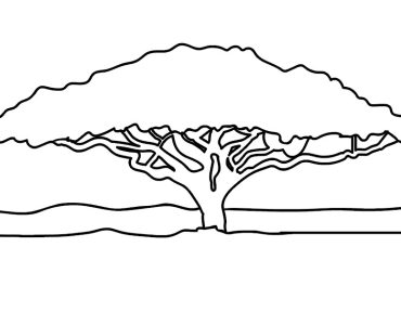 african tree
