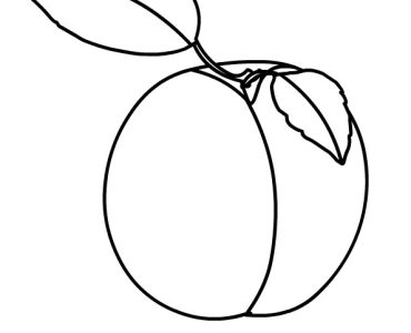 apricot fruit
