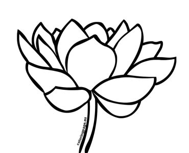 beautiful lotus flower