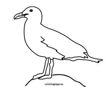herring gull