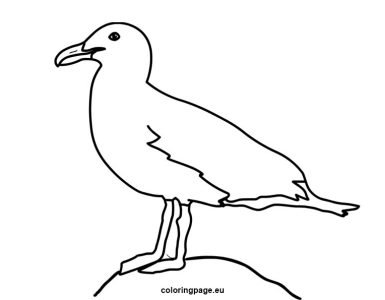 herring gull