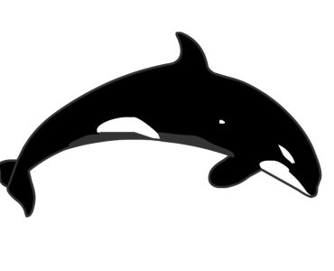 killer whale jumping