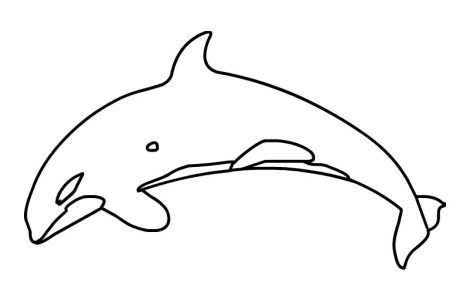 realistic killer whale