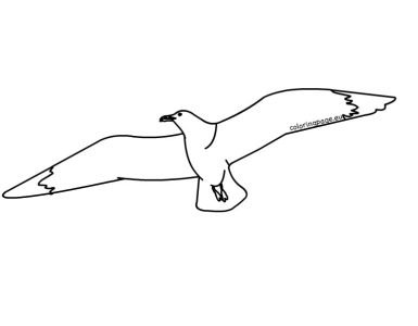 seagull in flight