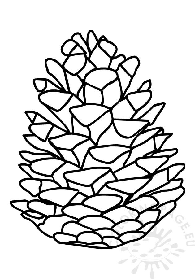 pine cone drawing