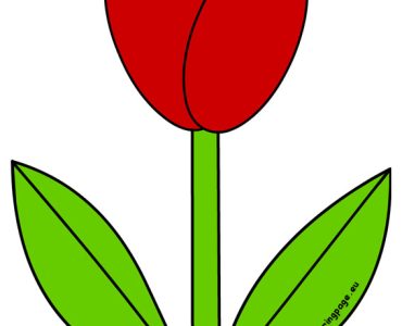 red tulip