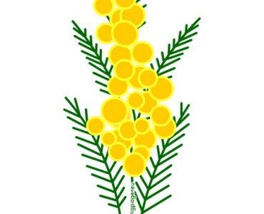 mimosa