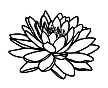 white water lily