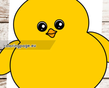 yellow baby chick