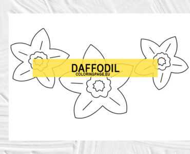 daffodil outline