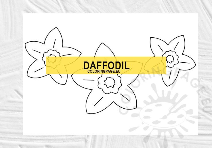 daffodil outline
