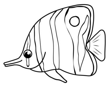 butterfly fish 1