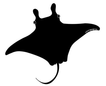 manta