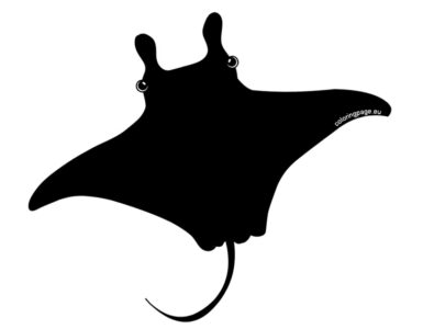 manta