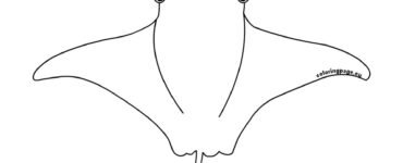 manta ray