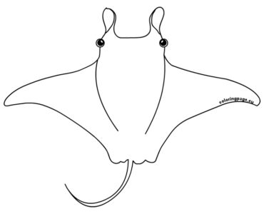 manta ray