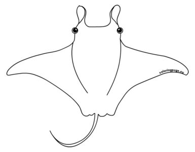 manta ray