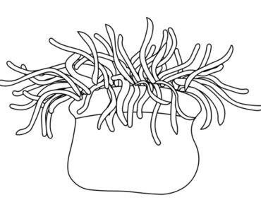 sea anemone
