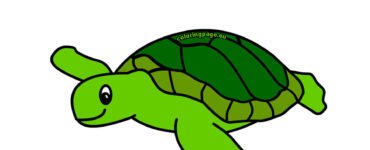 turtle day