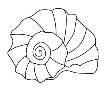 conch shell
