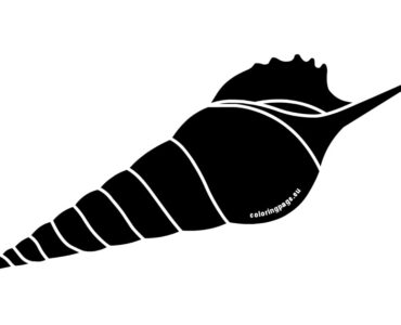long spiral shell