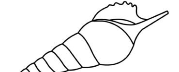spiral sea shell 2