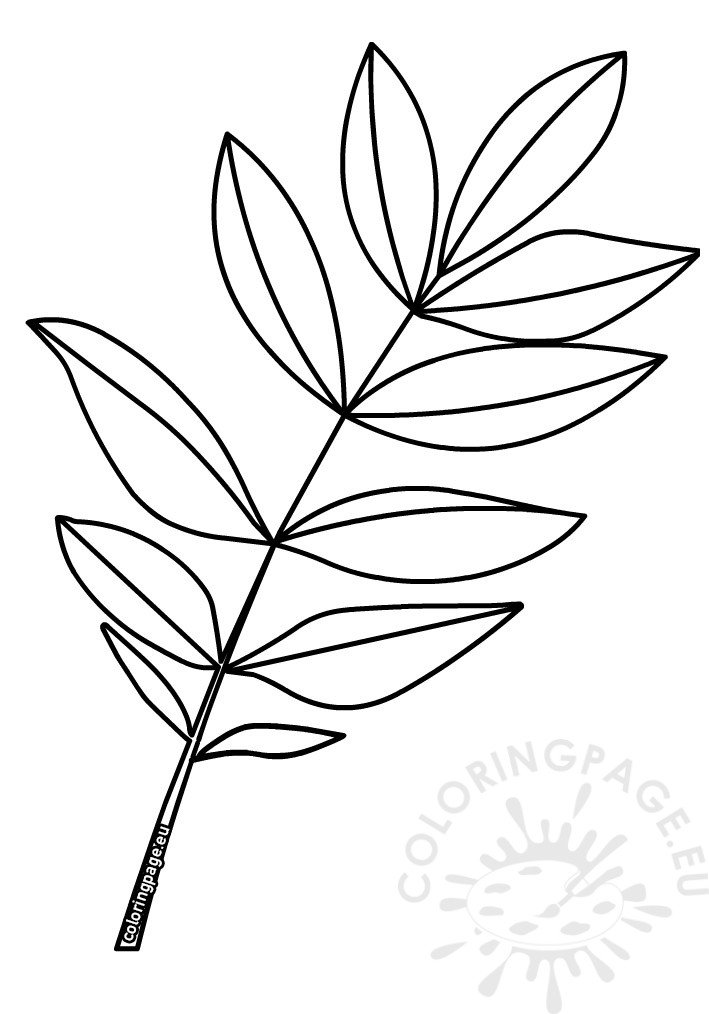 ash leaf