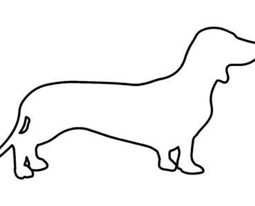 dachshund