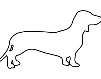 dachshund