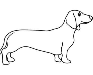 dachshund dog