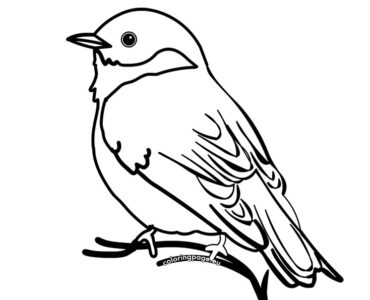 bluebird