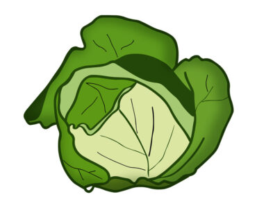 cabbage