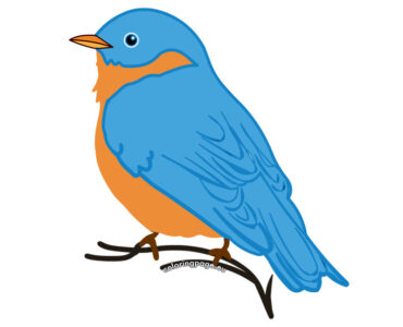 cute bluebird