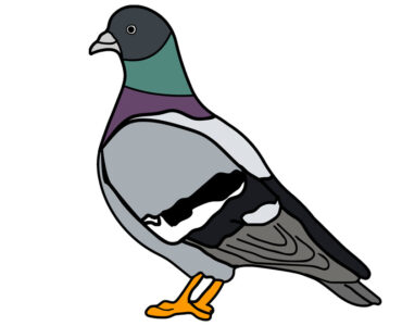 gray pigeon