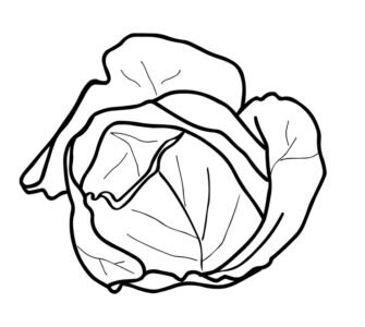 open cabbage