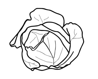 open cabbage