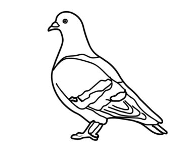 pigeon