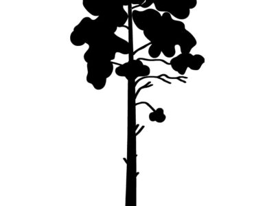 pine tree silhouette