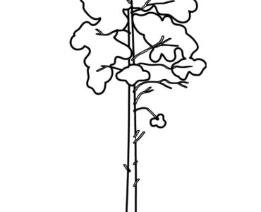 tall tree