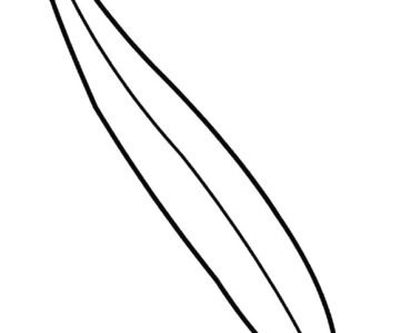 willow leaf