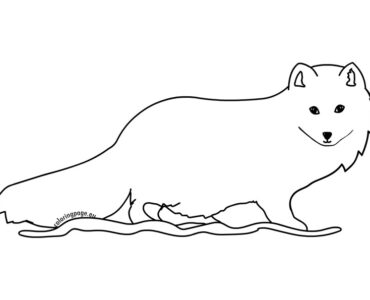 arctic fox