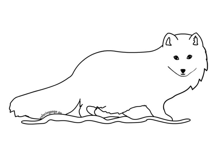 Arctic fox | Coloring Page